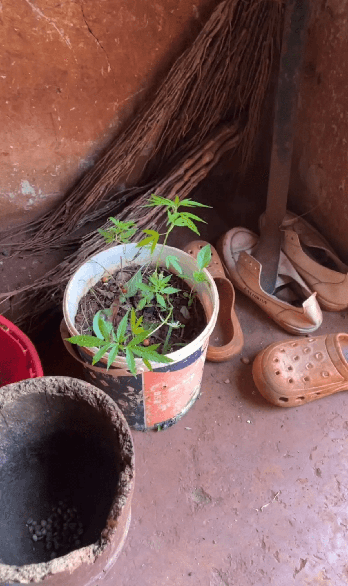 Wild herbs growing near the house