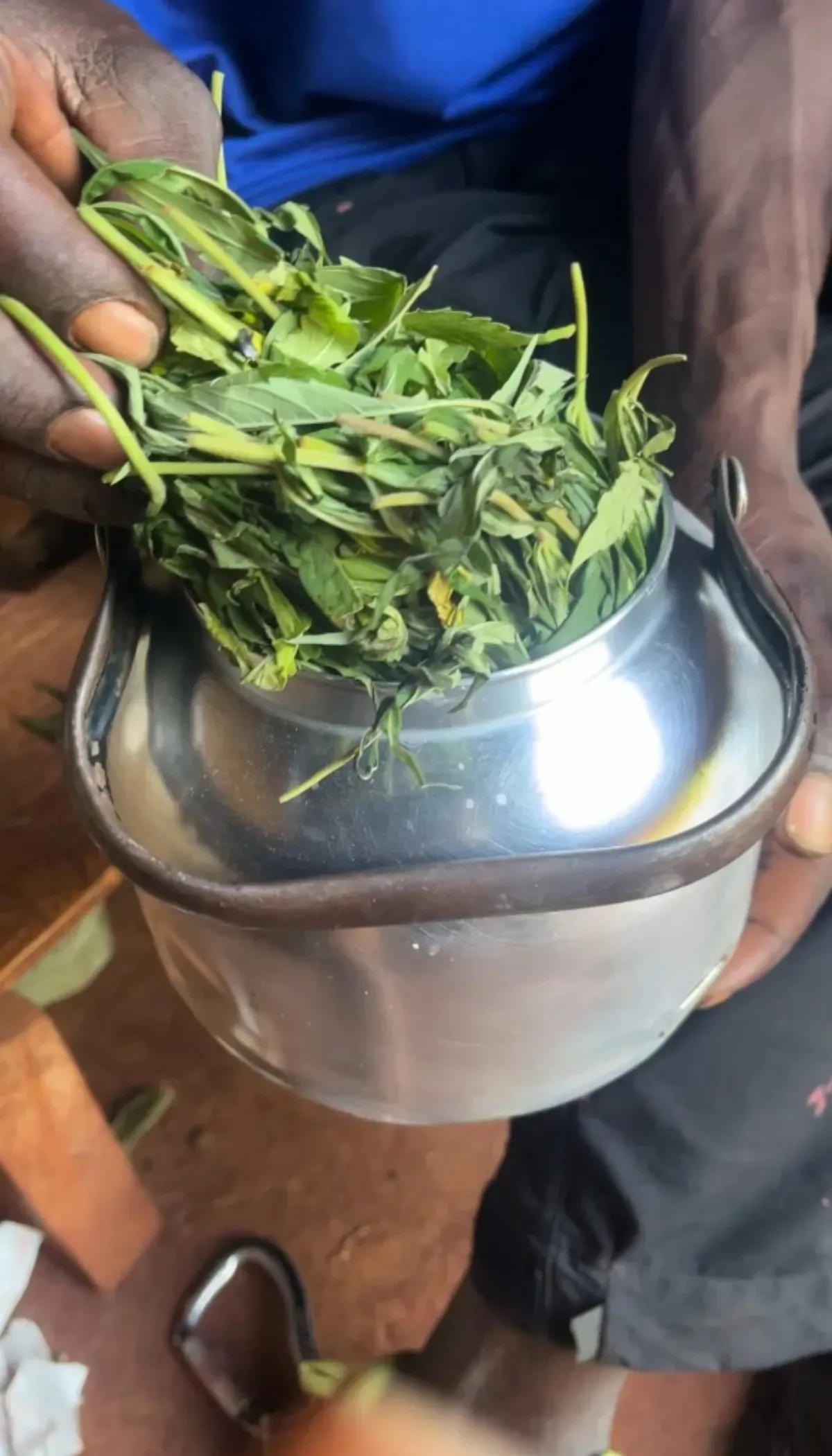 Freshly picked herbal leaves